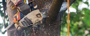Organic Lawn Care Solutions in Gerber, CA