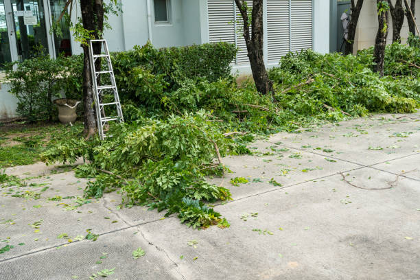 Best Root Management and Removal  in Gerber, CA