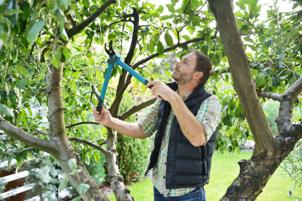 Tree and Shrub Care in Gerber, CA